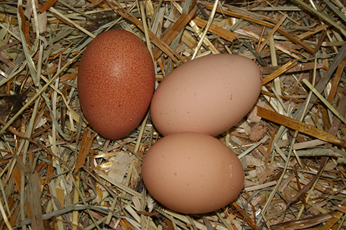 eggs